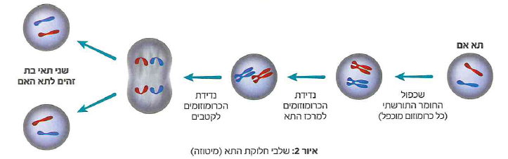 (בספר תמונה)